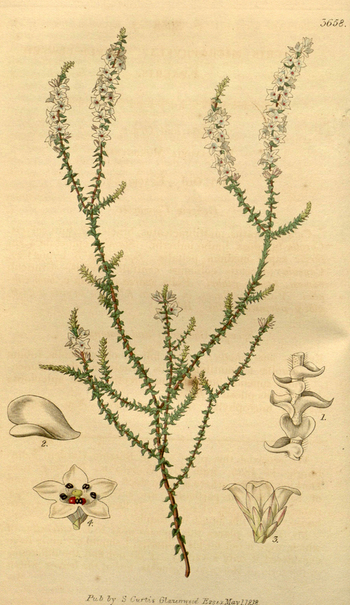 LCA F 004757