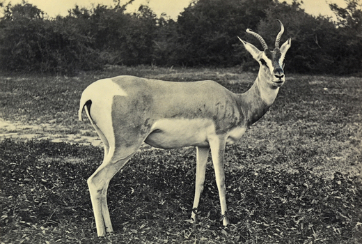 FCC A 000067 FCC A 000067