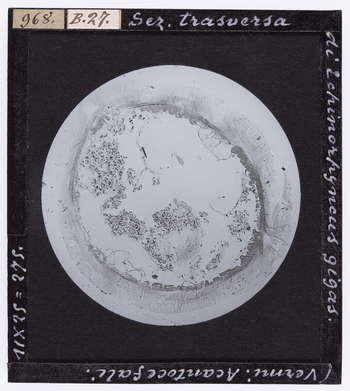 RGD S 000B27 RGD S 000B27