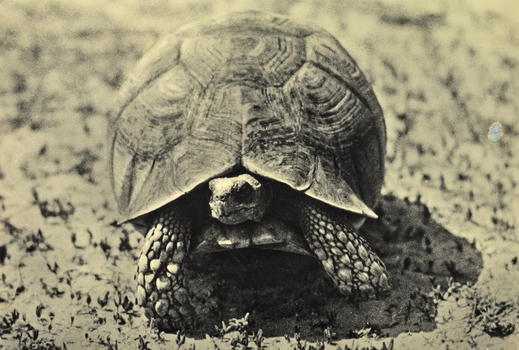 FCC A 000067 FCC A 000067