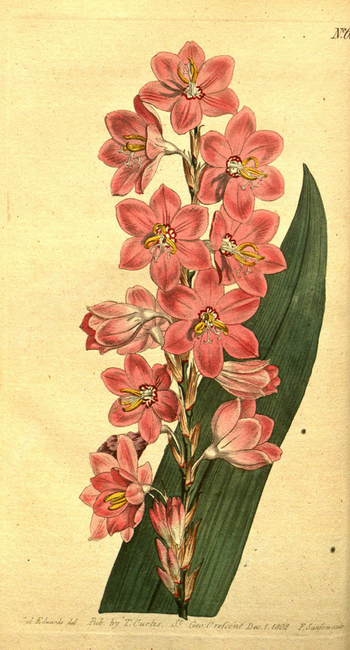 LCA F 004557