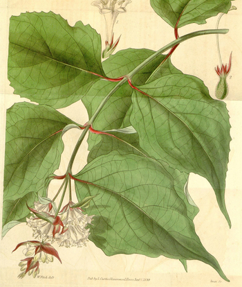 LCA F 004625