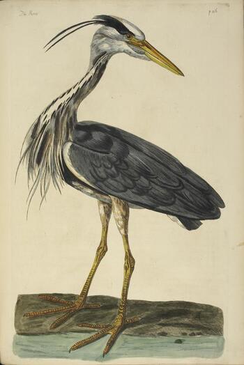 BLB F 004378