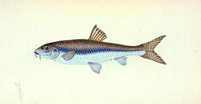LCA F 000883