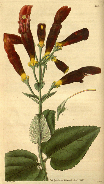 LCA F 004745