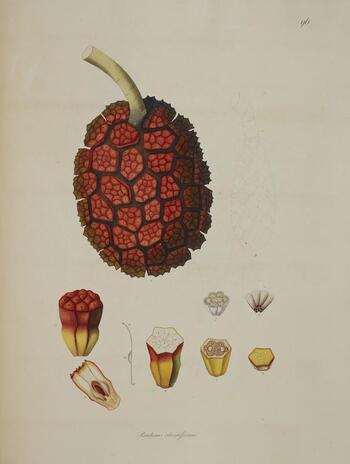 BLB F 016025
