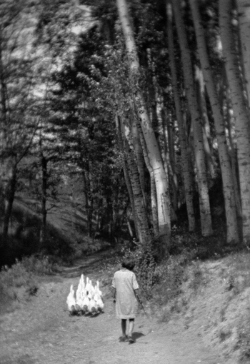 BVA S 000353 BVA S 000353