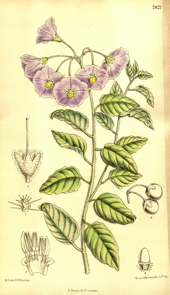 LCA F 004580