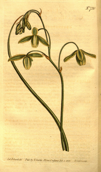 LCA F 004598