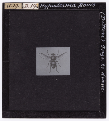 RGD S 000B19 RGD S 000B19