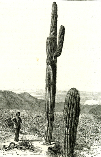LCA F 000662