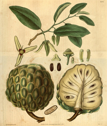 LCA F 004611