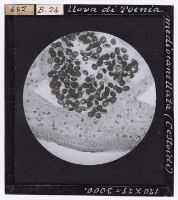 RGD S 000B24 RGD S 000B24