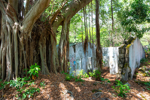 View of abandoned stone ruins being reclaimed by a large banyan tree with extensive aerial roots in a forest setting.