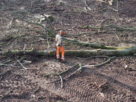 Nederland 06 July 2026 Aerial view of a logger in protective gear standing next to a felled tree in a forest clearing with visible tire tracks on the ground. Nederland 06 July 2026 Aerial view of a logger in protective gear standing next to a felled tree in a forest clearing with visible tire tracks on the ground.
