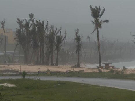 View of palm trees in Super Typhoon Bavi Northern Mariana Islands. View of palm trees in Super Typhoon Bavi Northern Mariana Islands.