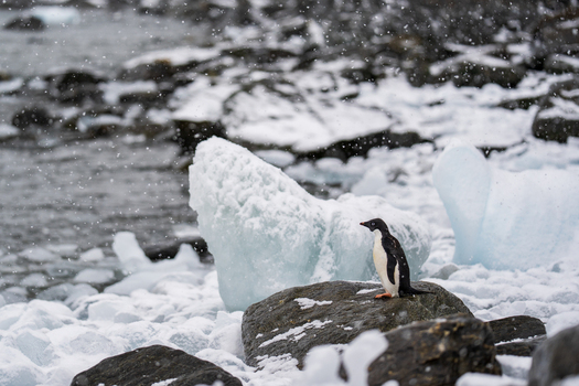 View of an Adelie penguin standing on a dark rock surrounded by snow and ice chunks in the South Orkney Islands. View of an Adelie penguin standing on a dark rock surrounded by snow and ice chunks in the South Orkney Islands.