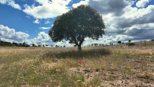 View of a solitary tree in a rural field under a cloudy sky Portugal