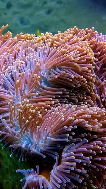 View of a vibrant sea anemone in the waters of Indonesia. View of a vibrant sea anemone in the waters of Indonesia.