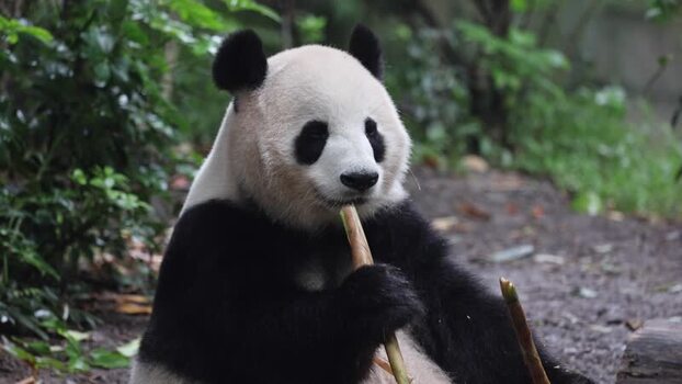 View of a giant panda eating bamboo in Chengdu China. View of a giant panda eating bamboo in Chengdu China.