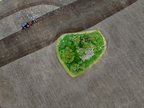 Aerial view of a tractor plowing a brown agricultural field with a flock of birds following it next to a small green island of trees and ruins in Inveruglass Scotland United Kingdom.