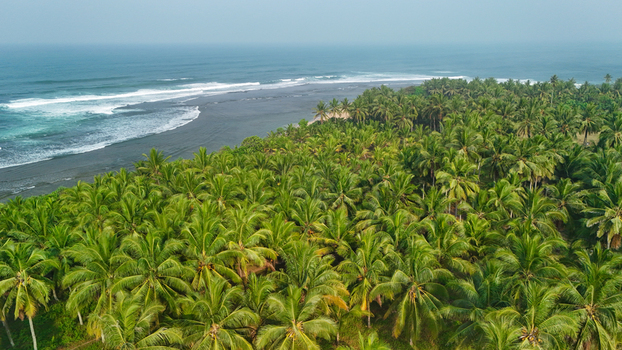 Aerial view of a dense palm tree forest bordering a sandy beach and the blue ocean in Indonesia. Aerial view of a dense palm tree forest bordering a sandy beach and the blue ocean in Indonesia.