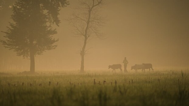 View of a farmer leading cows through a misty field Bangladesh.