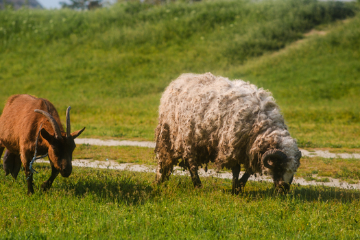 View of a brown goat and a woolly sheep grazing in a lush green meadow with a dirt path and grassy embankment in Futog Vojvodina Serbia. View of a brown goat and a woolly sheep grazing in a lush green meadow with a dirt path and grassy embankment in Futog Vojvodina Serbia.