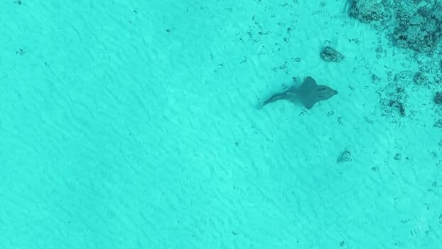 Aerial view of a stingray swimming in turquoise water Maldives. Aerial view of a stingray swimming in turquoise water Maldives.