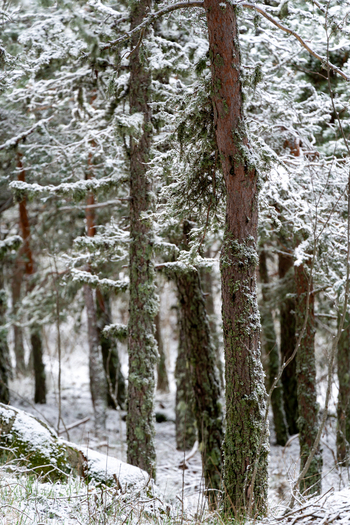 Aerial view of snow covered pine trees and frozen branches in a dense winter forest near Covao d Ametade in Loriga Guarda District Portugal. Aerial view of snow covered pine trees and frozen branches in a dense winter forest near Covao d Ametade in Loriga Guarda District Portugal.