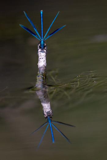 View of a vibrant blue damselfly perched on a wooden stick with its reflection visible in the calm water surface Wittenheim Grand Est France. View of a vibrant blue damselfly perched on a wooden stick with its reflection visible in the calm water surface Wittenheim Grand Est France.