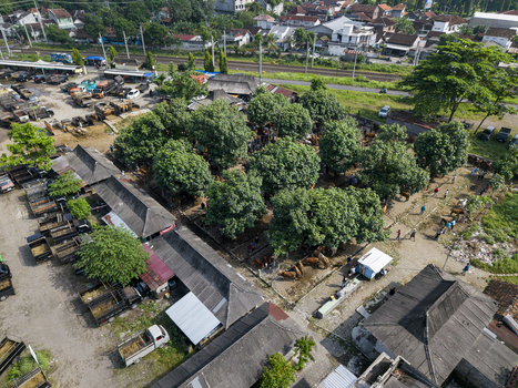 Aerial view of Animal Market Prambanan with cattle under trees parked trucks and residential buildings near a railway line in Kecamatan Prambanan Jawa Tengah Indonesia. Aerial view of Animal Market Prambanan with cattle under trees parked trucks and residential buildings near a railway line in Kecamatan Prambanan Jawa Tengah Indonesia.