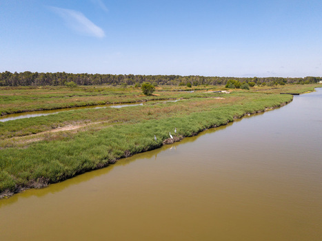 Aerial view of Karavasta Lagoon with white herons on the grassy banks and a dense pine forest under a clear blue sky in Divjake Fier County Albania.