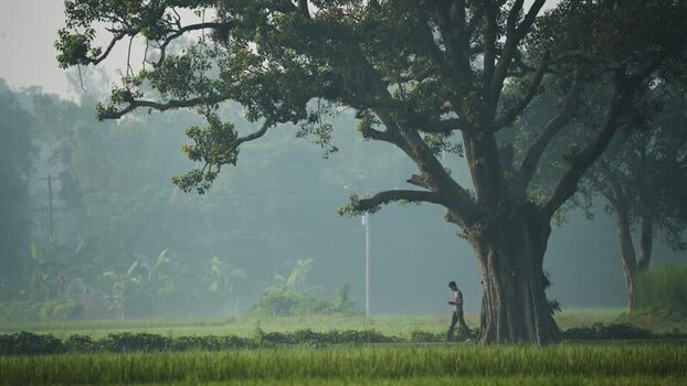 View of a man walking past a large tree in Bogura Bangladesh.
