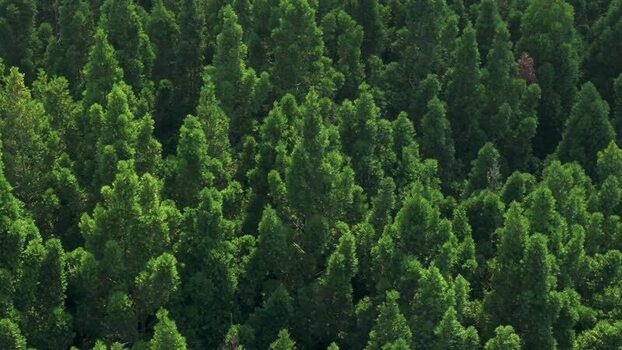 Aerial view of dense green pine forest canopy Indonesia. Aerial view of dense green pine forest canopy Indonesia.