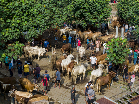 Kecamatan Prambanan Indonesia 04 May 2026 Aerial view of Animal Market Prambanan with cattle and people gathered under lush green trees in a busy outdoor setting.