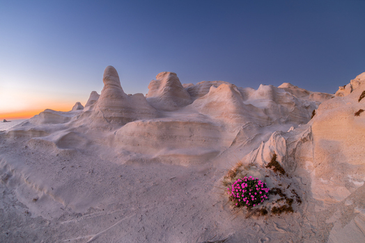 View of the white volcanic rock formations of Sarakiniko Beach with pink flowers in the foreground under a sunset sky in Milos Greece. View of the white volcanic rock formations of Sarakiniko Beach with pink flowers in the foreground under a sunset sky in Milos Greece.