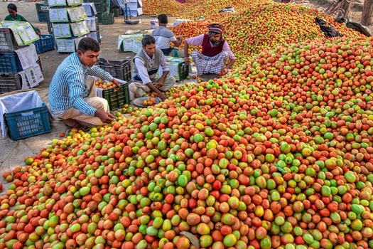 Bogura Bangladesh 24 January 2022 View of workers sorting through massive piles of fresh red and green tomatoes at a busy outdoor wholesale market. Bogura Bangladesh 24 January 2022 View of workers sorting through massive piles of fresh red and green tomatoes at a busy outdoor wholesale market.
