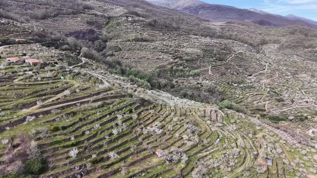 Aerial view of cherry orchards in Cabezuela del Valle Spain.