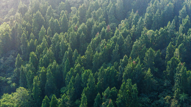 Aerial view of a dense pine forest canopy with lush green trees and soft sunlight hitting the treetops in Sukabumi West Java Indonesia. Aerial view of a dense pine forest canopy with lush green trees and soft sunlight hitting the treetops in Sukabumi West Java Indonesia.