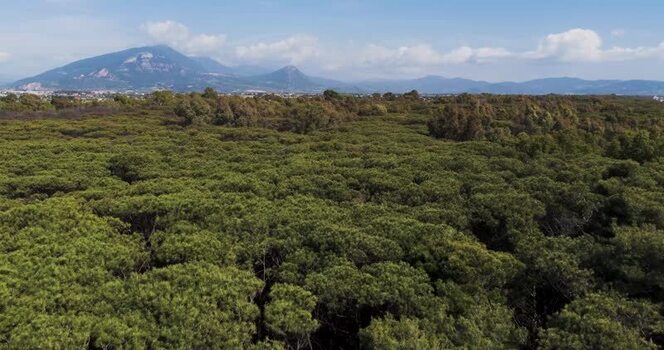 Aerial view of dense pine forest and distant mountains Italy.