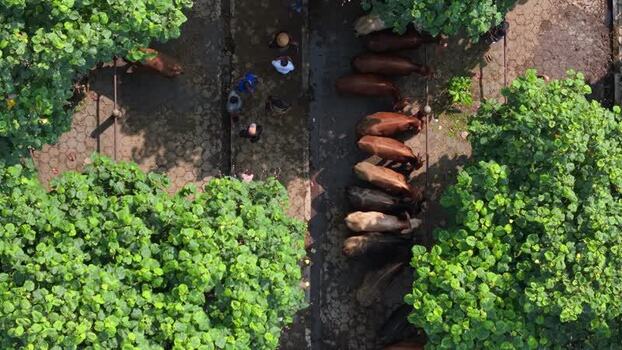 Aerial view of cattle at Animal Market Prambanan Indonesia. Aerial view of cattle at Animal Market Prambanan Indonesia.