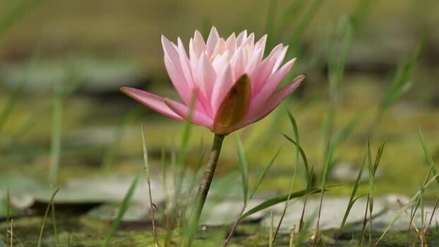 View of a pink water lily blooming in a pond Nepal.