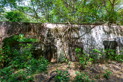 View of an abandoned stone building with large tree roots growing over the walls and lush green vegetation reclaiming the ruins.