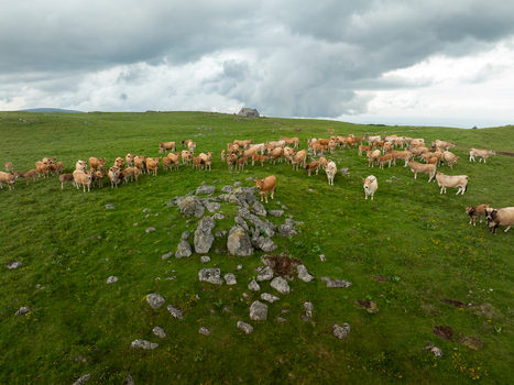 Aerial view of a herd of auburn cows grazing on a lush undulating green meadow dotted with grey boulders under a dramatic overcast sky Nasbinals Occitanie France. Aerial view of a herd of auburn cows grazing on a lush undulating green meadow dotted with grey boulders under a dramatic overcast sky Nasbinals Occitanie France.