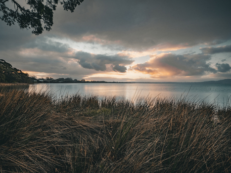 View of the calm waters of Oyster Harbour at sunset with tall grasses in the foreground and a cloudy sky in Little Grove Western Australia Australia. View of the calm waters of Oyster Harbour at sunset with tall grasses in the foreground and a cloudy sky in Little Grove Western Australia Australia.