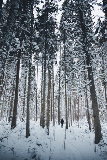 View of a person walking through a snow covered forest with tall pine trees in Lahemaa National Park Estonia. View of a person walking through a snow covered forest with tall pine trees in Lahemaa National Park Estonia.