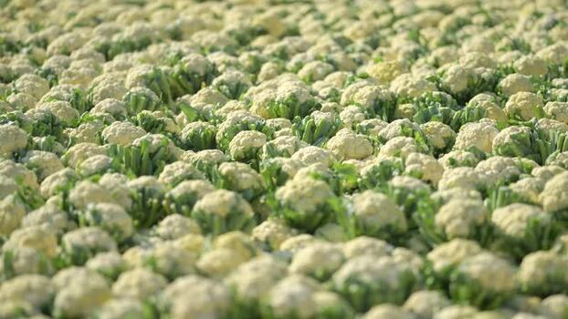 View of a vast cauliflower field in Bogura Bangladesh.