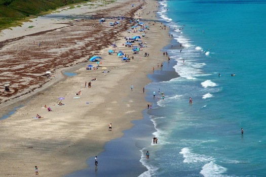 Aerial view of the sandy shoreline with people sunbathing under colorful umbrellas turquoise ocean waves and patches of seaweed on the sand in Juno Beach Florida United States. Aerial view of the sandy shoreline with people sunbathing under colorful umbrellas turquoise ocean waves and patches of seaweed on the sand in Juno Beach Florida United States.