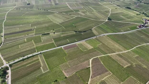 Aerial view of lush green vineyards and rural roads France. Aerial view of lush green vineyards and rural roads France.